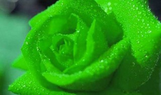 绿色玫瑰的寓意是什么 绿色玫瑰花语叫什么