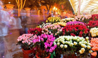 中国十大名花排名 中国十大名花排名顺序图片