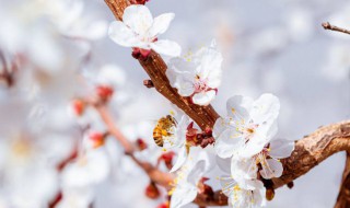 杏花的花语和寓意（十二星座本命花）