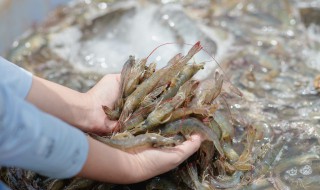 河虾炒韭菜怎么做 河虾炒韭菜怎么做好吃又简单