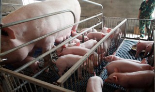 母猪养殖技术 母猪养殖技术母猪的饲养管理