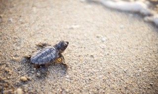 乌龟冬眠是什么现象 乌龟冬眠时的状态