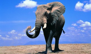 公象母象都有象牙吗（公象母象都有象牙吗?）