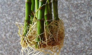 水培富贵竹怎么生根 富贵竹怎么养才能更旺盛水培生根