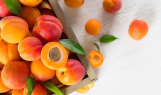 小白杏干的功效和作用 杏干的功效和作用