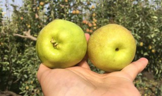 公梨和母梨的区分方法 公梨和母梨的区分方法图片