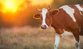 牛的英文怎么读 牛肉的英文怎么读