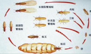 家有白蚁怎么办 家有白蚁有什么症状