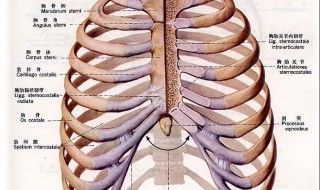 人有多少根肋骨 人有多少根肋骨男女一样多吗