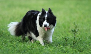 怎样训练边境牧羊犬（怎样训练边境牧羊犬牧羊）