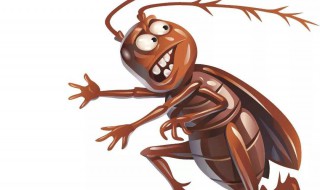 怎么对付蟑螂 怎么对付蟑螂效果好 又健康