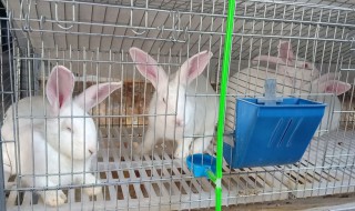 獭兔养殖技术（獭兔养殖技术与视频）