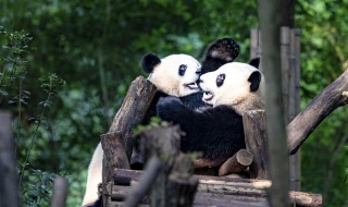 为什么大熊猫不是熊猫 为什么大熊猫不是熊猫的祖先