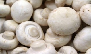 白磨菇怎么做好吃 白磨菇怎么做好吃?