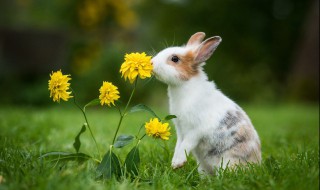 兔子怎么分辨公母（公母兔子怎么辨别）