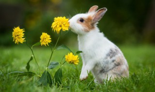 兔子一年生几窝 兔子一年生几窝?