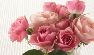 玫瑰花花语多少朵代表什么 1到99朵玫瑰的含义