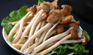 茶树菇怎么炒好吃的做法 茶树菇怎么炒好吃