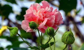 芙蓉花怎样栽培和繁殖（芙蓉花叶片扦插方法）