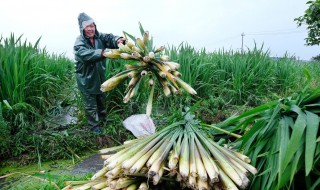 茭白如何种植（茭白如何种植视频）