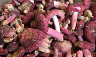 红菇的功效与作用吃法 红菇的功效与作用吃法及价格