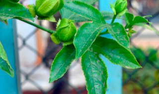 西番莲怎么种植 西番莲怎么种植?西番莲的种植技术
