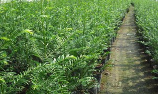 红豆杉种植 红豆杉种植基地