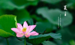 夏至节气的特点和风俗 夏至节气的特点和风俗蚂蚁庄园