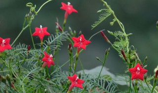 茑萝花种子怎么种植 茑萝花幼苗