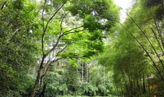 茏怎么组词语有哪些 茏怎么组词语