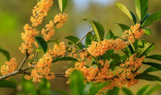 桂花叶子发蔫怎么办 桂花叶子枯萎是怎么回事