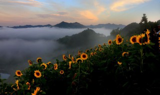 向日葵种子催芽方法（向日葵种子催芽方法视频）