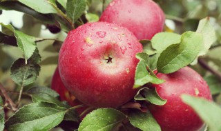 经常吃苹果对皮肤好吗 经常吃苹果对皮肤有好处吗