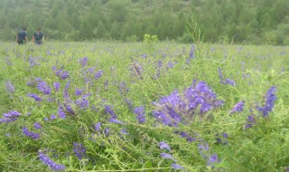 黄芩种植技术 黄芩种植技术全过程