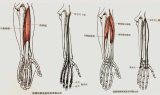 肱骨是哪个部位（肱骨是哪个部位 胎儿）