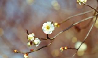 立春节气的彦语 立春节气谚语