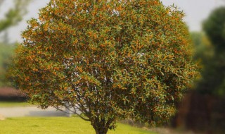 怎么养桂花树 怎么养桂花树茂盛