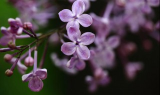 丁香花怎么养殖方法 丁香花养殖方法和注意事项 盆栽