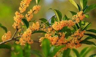 桂花浇水方法 桂花浇水的正确方法