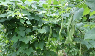 芸豆种植时间和方法（芸豆种植时间和方法青岛地区）