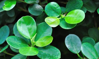 圆形叶子的植物有哪些（圆形叶子的植物有哪些名字）