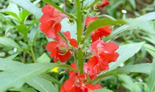 凤仙花雄蕊和雌蕊的特点（凤仙花雄蕊和雌蕊的特点是）