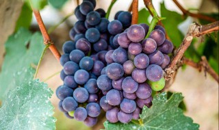 葡萄有什么营养和功效与作用 葡萄有什么营养和功效与作用是什么
