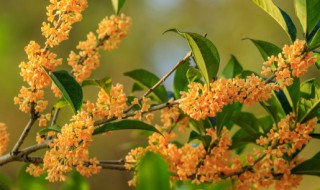 桂花种子怎么催芽 桂花种子怎么催芽快