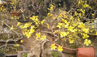 迎春花怎么嫁接老树桩（迎春花怎么嫁接老树桩图片）