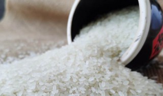 怎么储存米不生虫子 如何储存米不生虫子