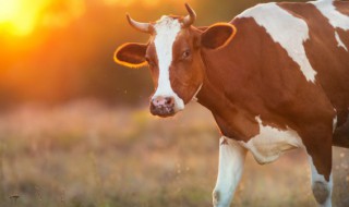 梦见牛的预兆是什么 梦见牛好不好?