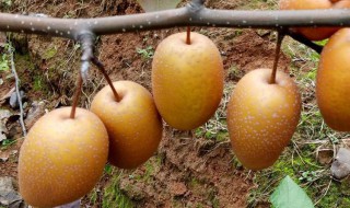 金珠果梨的吃法有哪些好处 金珠果梨的吃法有哪些