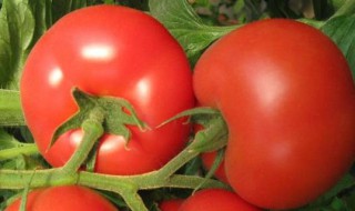 番茄起源于哪个国家 番茄来自于哪个国家