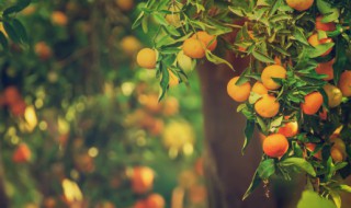 橘子和榴莲能一起吃吗会中毒吗 橘子和榴莲能一起吃吗